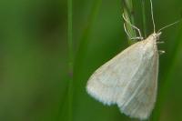 Sitochroa verticalis