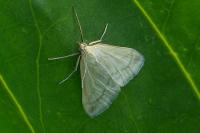 Sitochroa verticalis