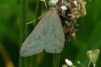 Sitochroa verticalis