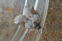 Nycteola siculana
