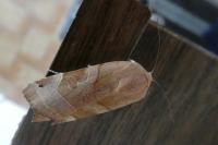 Noctua fimbriata/tirrenica