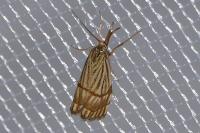 Chrysocrambus linetella