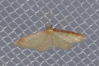 Idaea humiliata