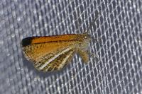Isturgia limbaria
