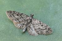 Eupithecia lariciata