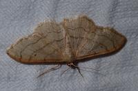 Idaea aversata