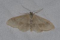 Idaea aversata