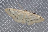 Idaea deversaria