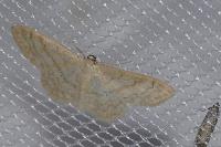 Idaea deversaria