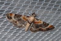 Eupithecia linariata/pulchellata/pyreneata