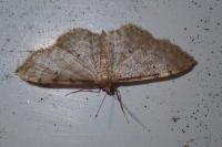 Idaea fuscovenosa