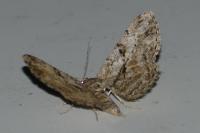 Peribatodes rhomboidaria rhomboidaria