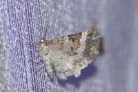 Epirrhoe alternata