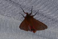 Phragmatobia fuliginosa