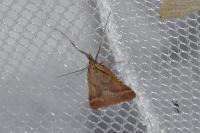Synaphe punctalis