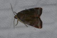 Noctua janthe/janthina