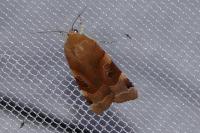 Noctua fimbriata/tirrenica