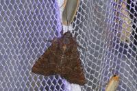 Mesapamea secalella/secalis