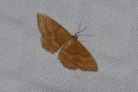 Idaea ochrata