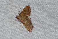 Endotricha flammealis