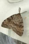 Lymantria dispar
