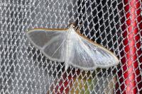 Palpita vitrealis
