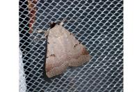 Lygephila craccae