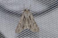 Acronicta psi/tridens
