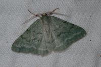 Pseudoterpna pruinata