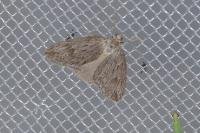 Pachycnemia hippocastanaria hippocastanaria