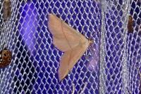Cyclophora