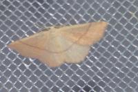 Cyclophora