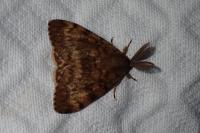 Lymantria dispar