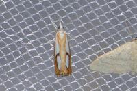 Catoptria pinella