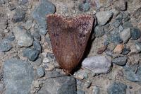 Amphipyra tragopoginis