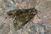 Craniophora ligustri