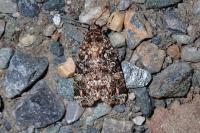 Callopistria latreillei