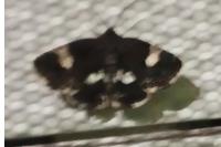 Tyta luctuosa