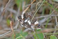 Tyta luctuosa