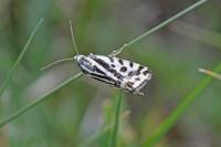 Emmelia trabealis