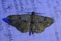 Peribatodes rhomboidaria rhomboidaria