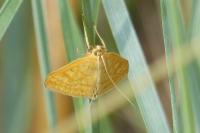 Sitochroa verticalis