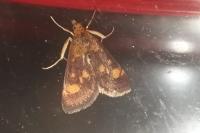 Pyrausta aurata