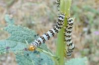 Cucullia lychnitis