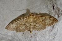 Anania lancealis
