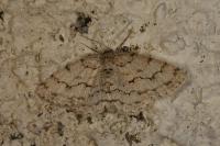 Ectropis crepuscularia