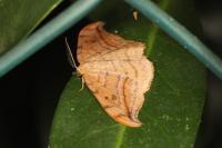 Drepana curvatula