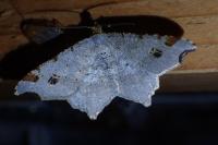 Macaria alternata