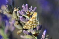 Idaea sericeata