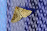 Crocallis elinguaria